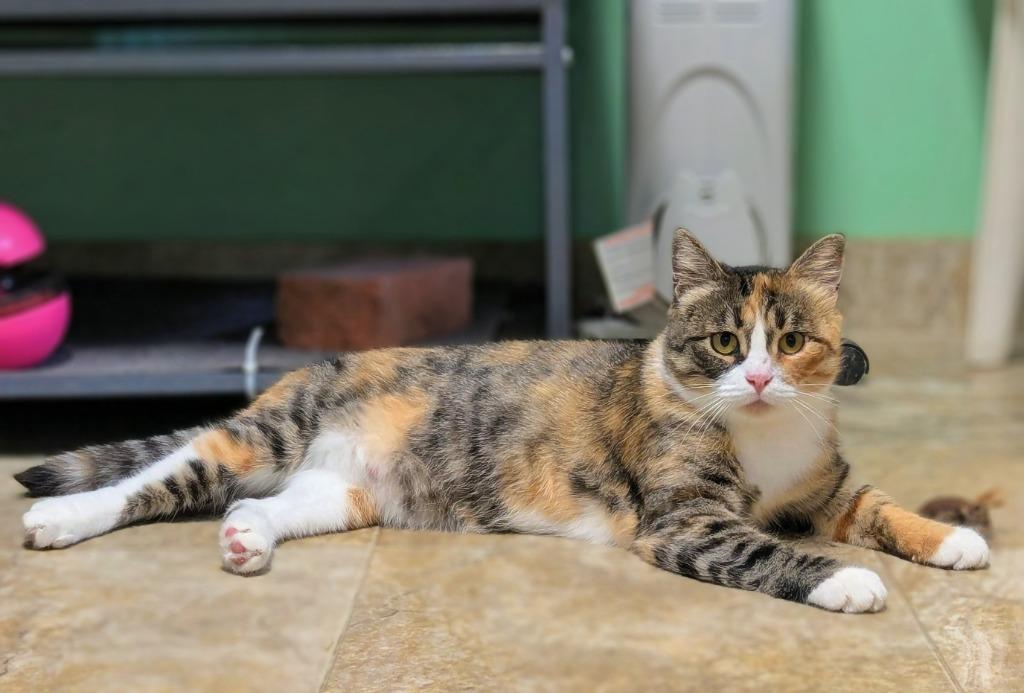 Momo, Adoptable, Adult Female Domestic Short Hair.