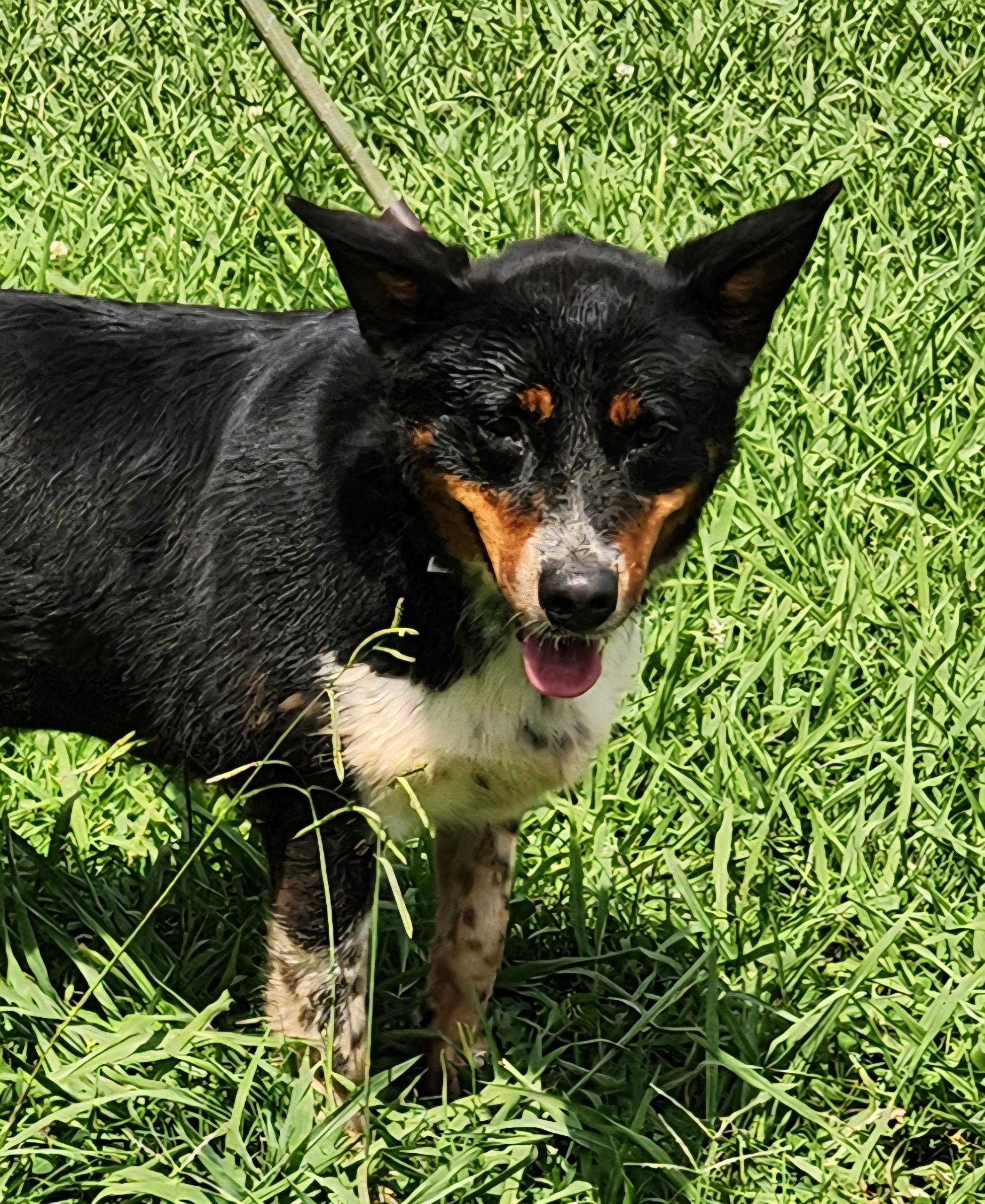 Momma, Adoptable, Adult Female Australian Cattle Dog / Blue Heeler & Black Labrador Retriever.