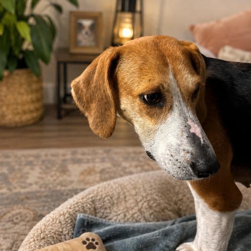 Ruthie, Adoptable, Adult Female Treeing Walker Coonhound.