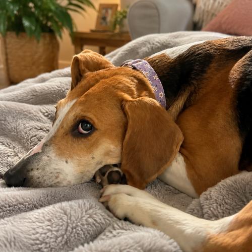 Enlarge Ruthie, a Adoptable Treeing Walker Coonhound in Sanford, NC image 2/6