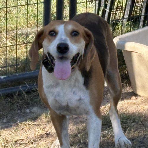 Enlarge Ruthie, a Adoptable Treeing Walker Coonhound in Sanford, NC image 3/6