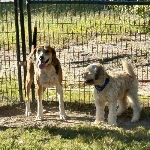 Enlarge Ruthie, a Adoptable Treeing Walker Coonhound in Sanford, NC image 5/6