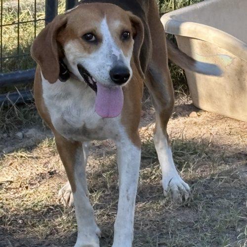 Enlarge Ruthie, a Adoptable Treeing Walker Coonhound in Sanford, NC image 6/6