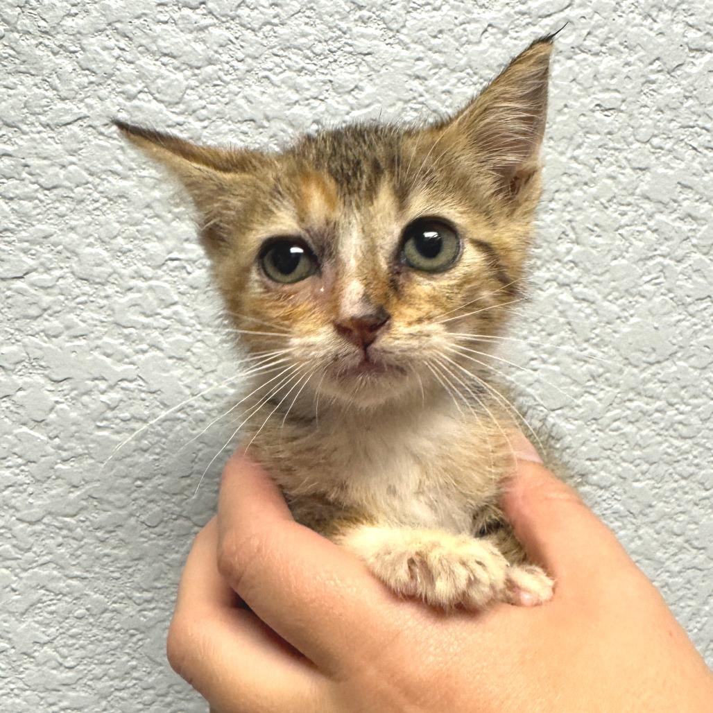 Enlarge Glimmer, a Adoptable Domestic Short Hair in Waco, TX image 2/3