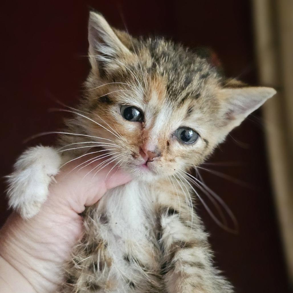 Enlarge Glimmer, a Adoptable Domestic Short Hair in Waco, TX image 3/3
