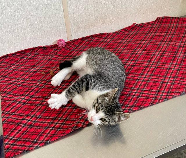 Jax - Gray & White Tabby Kitten - #15, a Adopted Domestic Short Hair in Mitchell, SD image 1/2