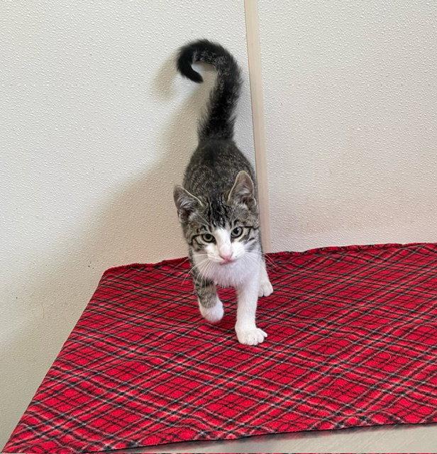 Jax - Gray & White Tabby Kitten - #15, a Adopted Domestic Short Hair in Mitchell, SD image 2/2