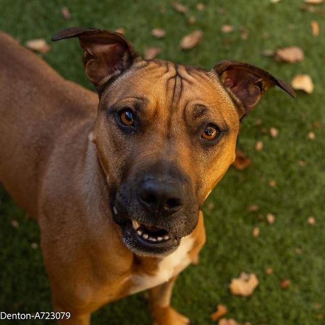 DENTON, Adoptable, Young Female Pit Bull Terrier.