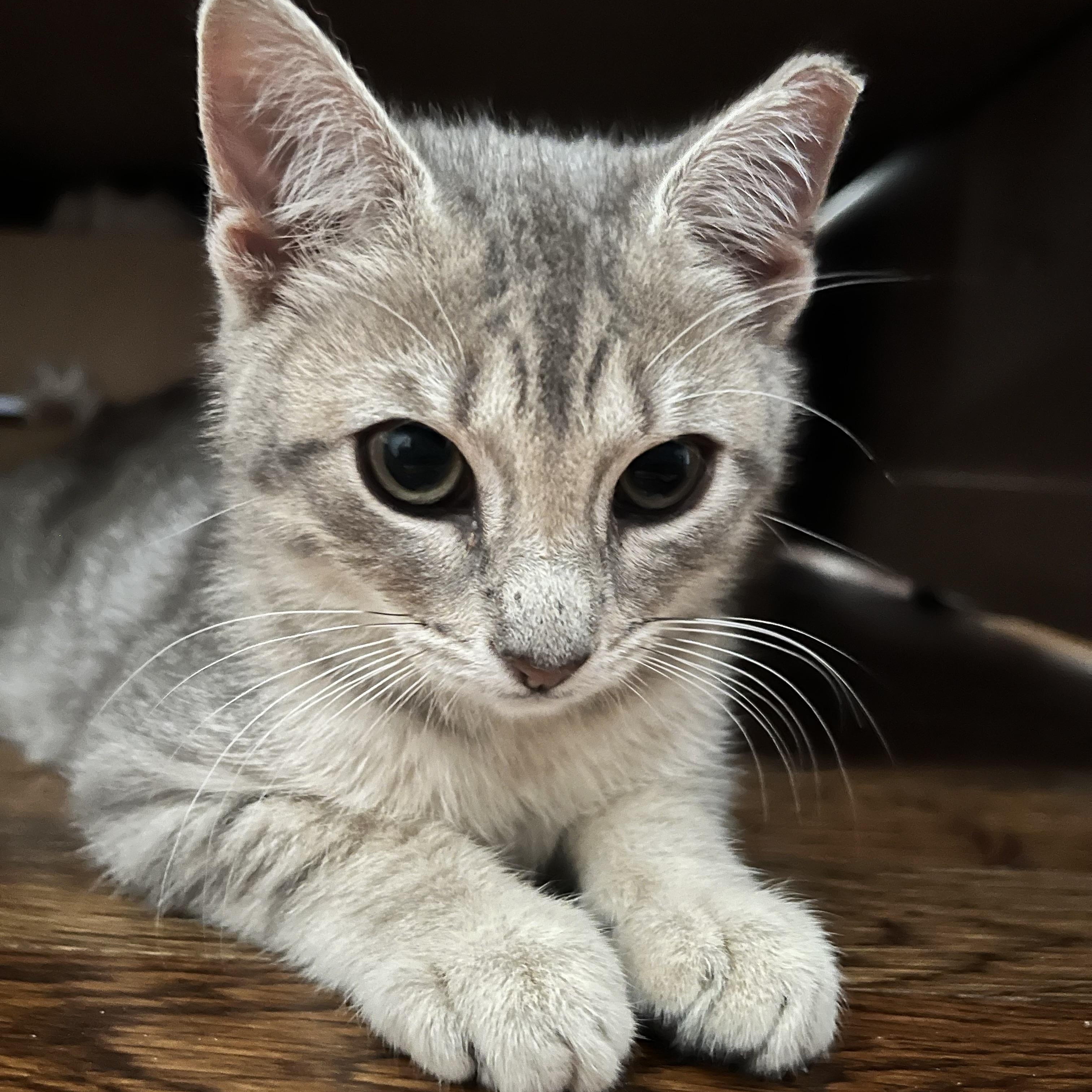 Lily, Adopted, Kitten Female Domestic Short Hair.