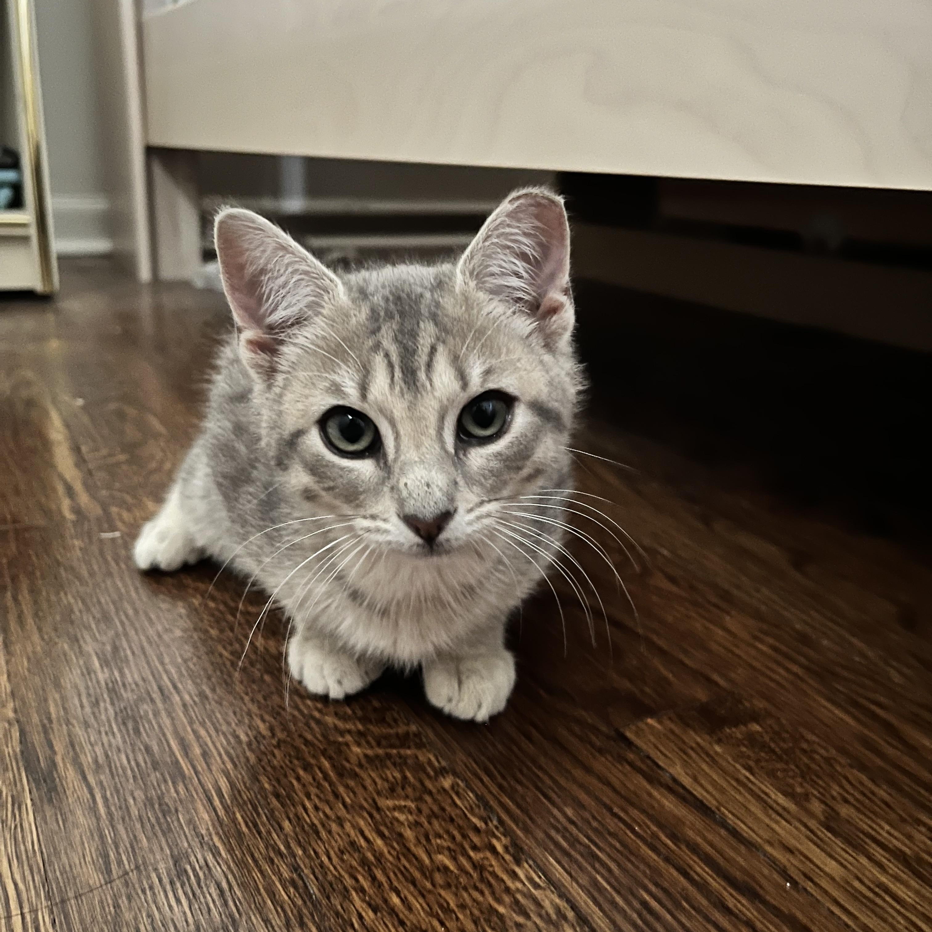 Enlarge Lily, a Adopted Domestic Short Hair in Sussex, NJ image 2/3