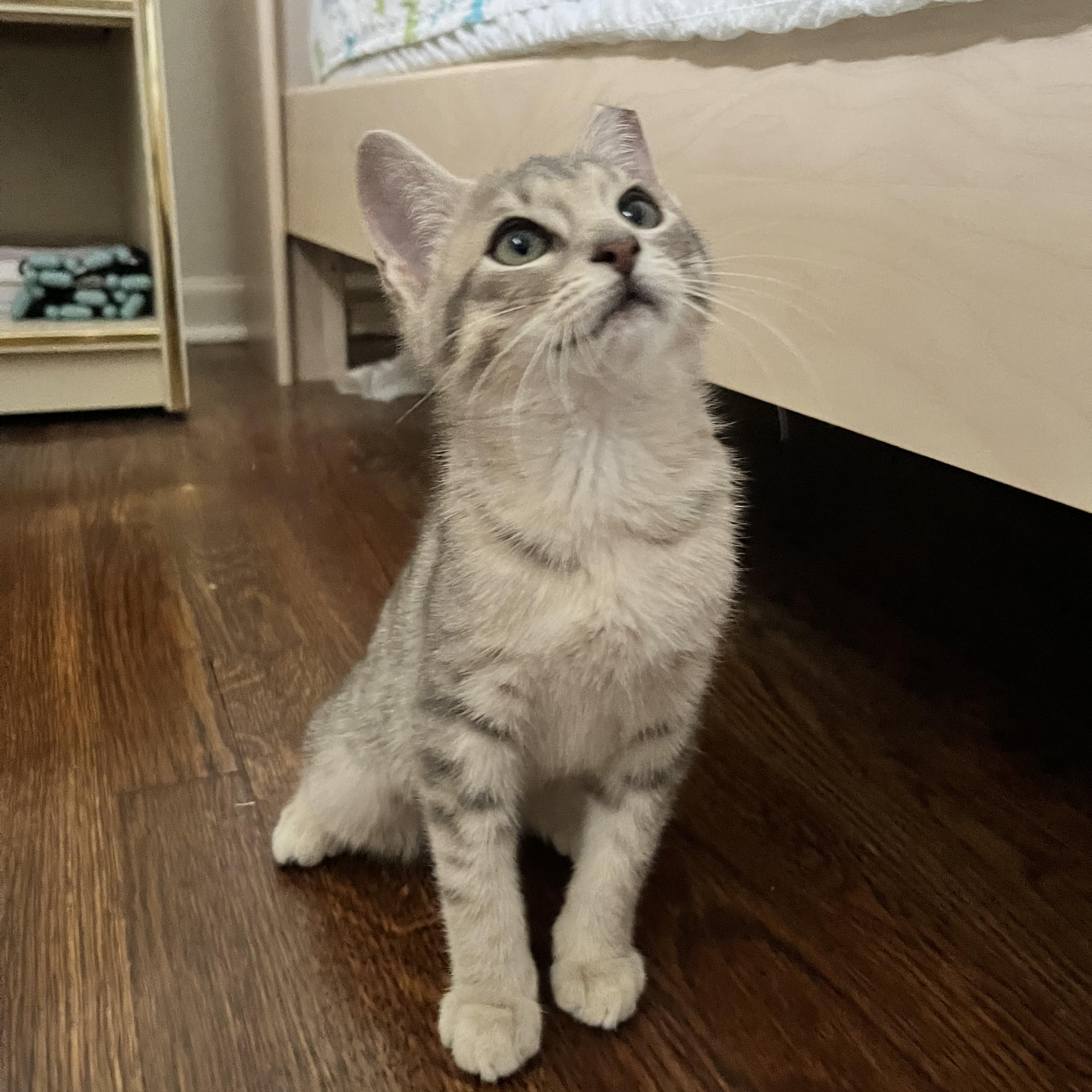 Enlarge Lily, a Adopted Domestic Short Hair in Sussex, NJ image 3/3