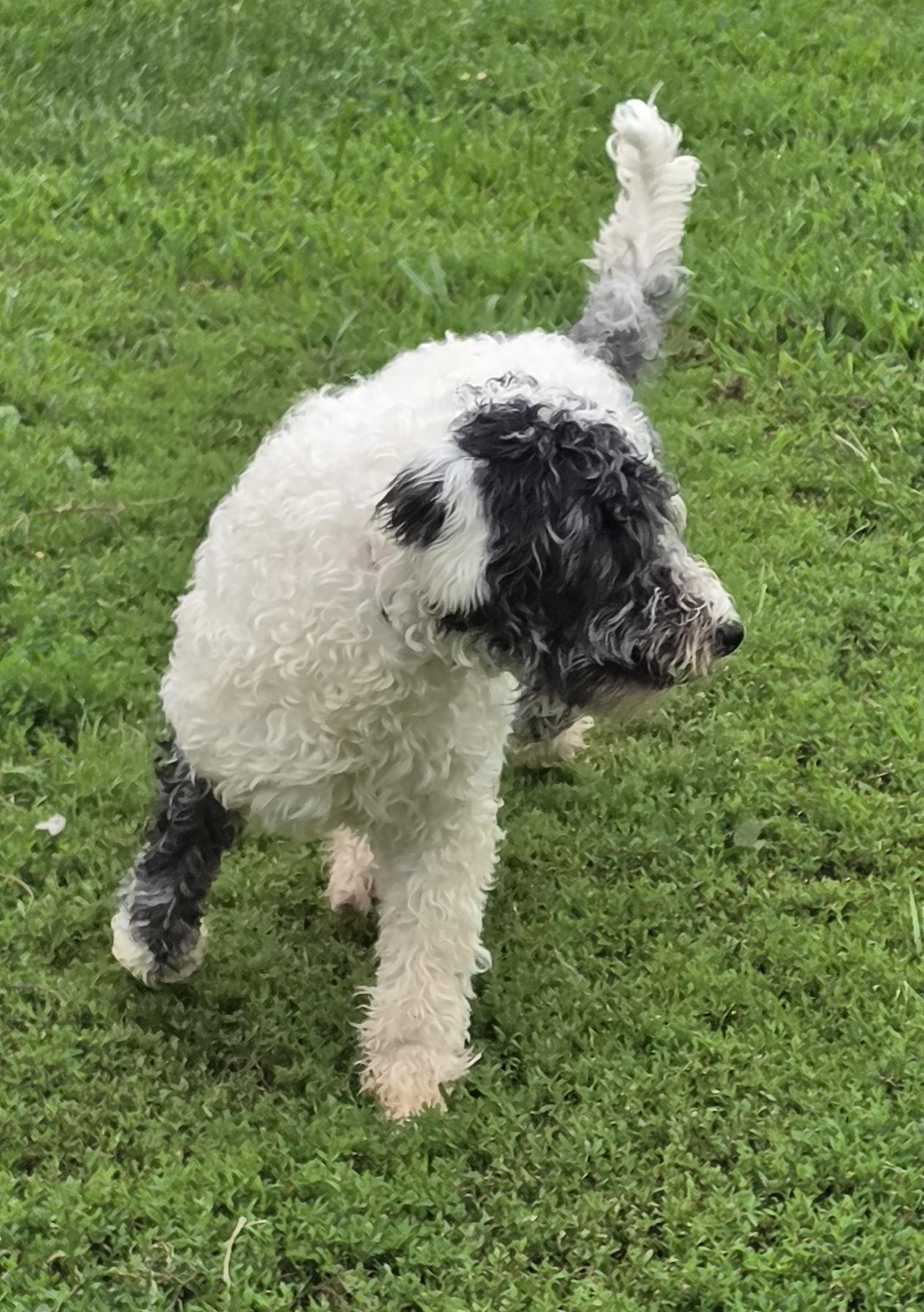 Enlarge Matilda, a ADOPTABLE mixed breed in Terre Haute, IN image 2/4
