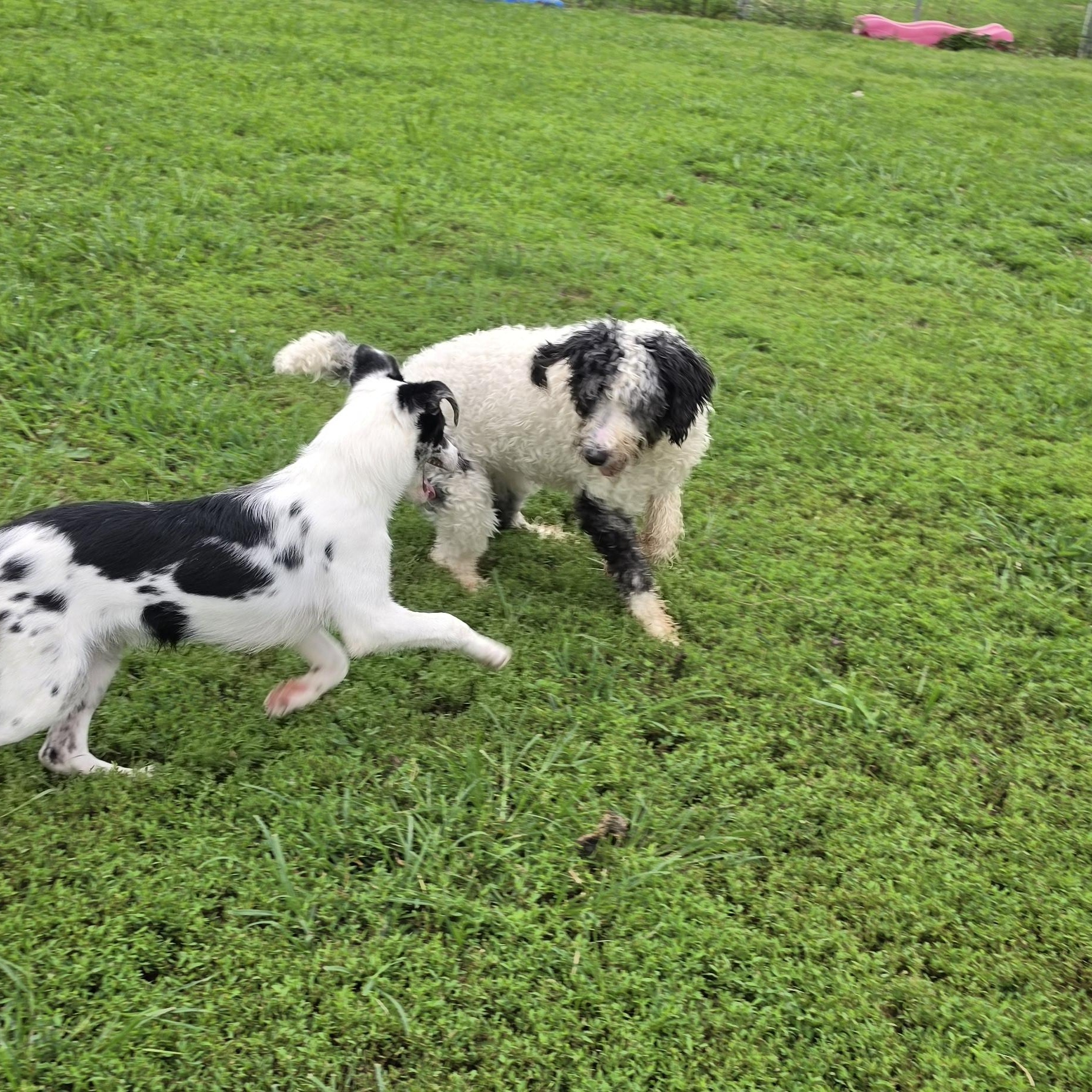 Enlarge Matilda, a ADOPTABLE mixed breed in Terre Haute, IN image 4/4