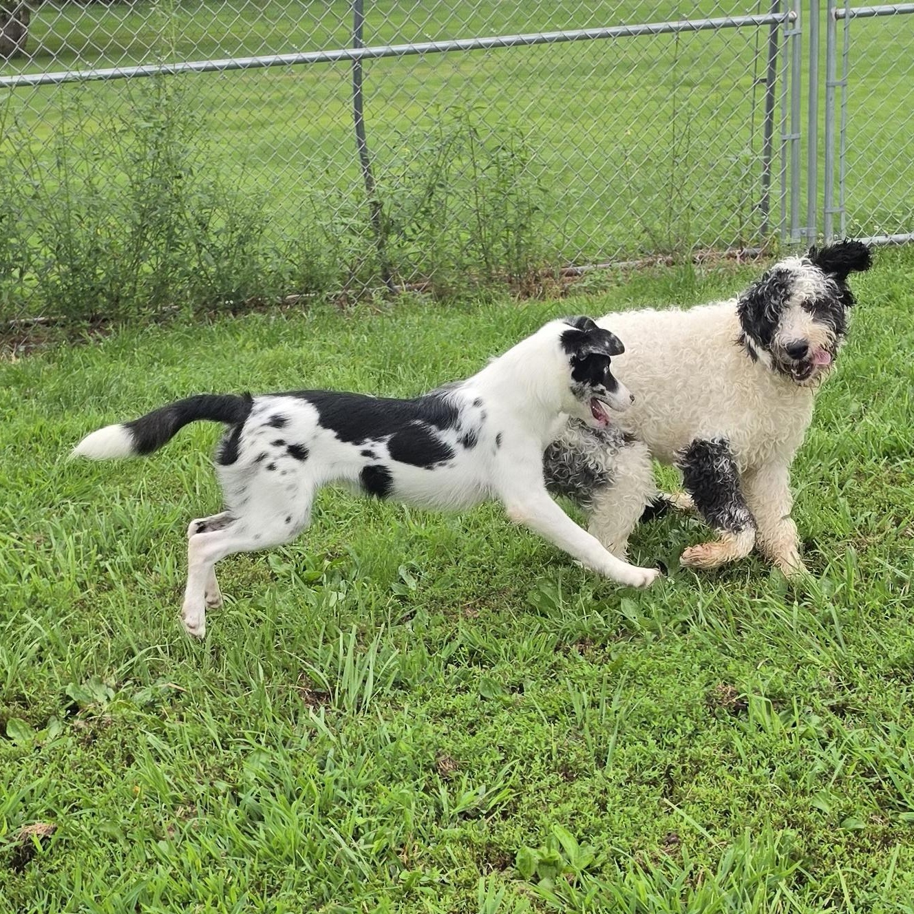 Enlarge Matilda, a ADOPTABLE mixed breed in Terre Haute, IN image 3/4
