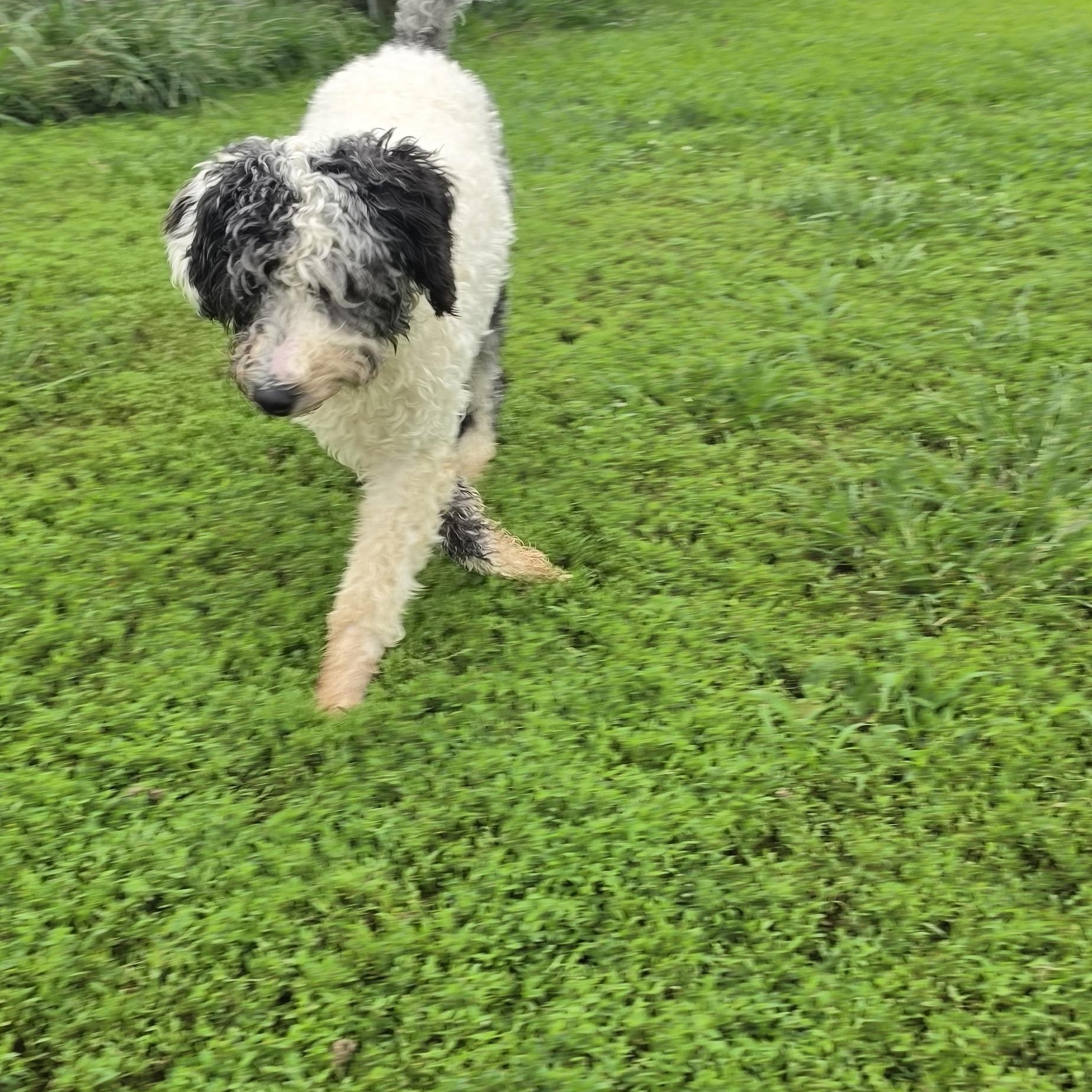 Matilda, ADOPTABLE, Young Female Poodle.