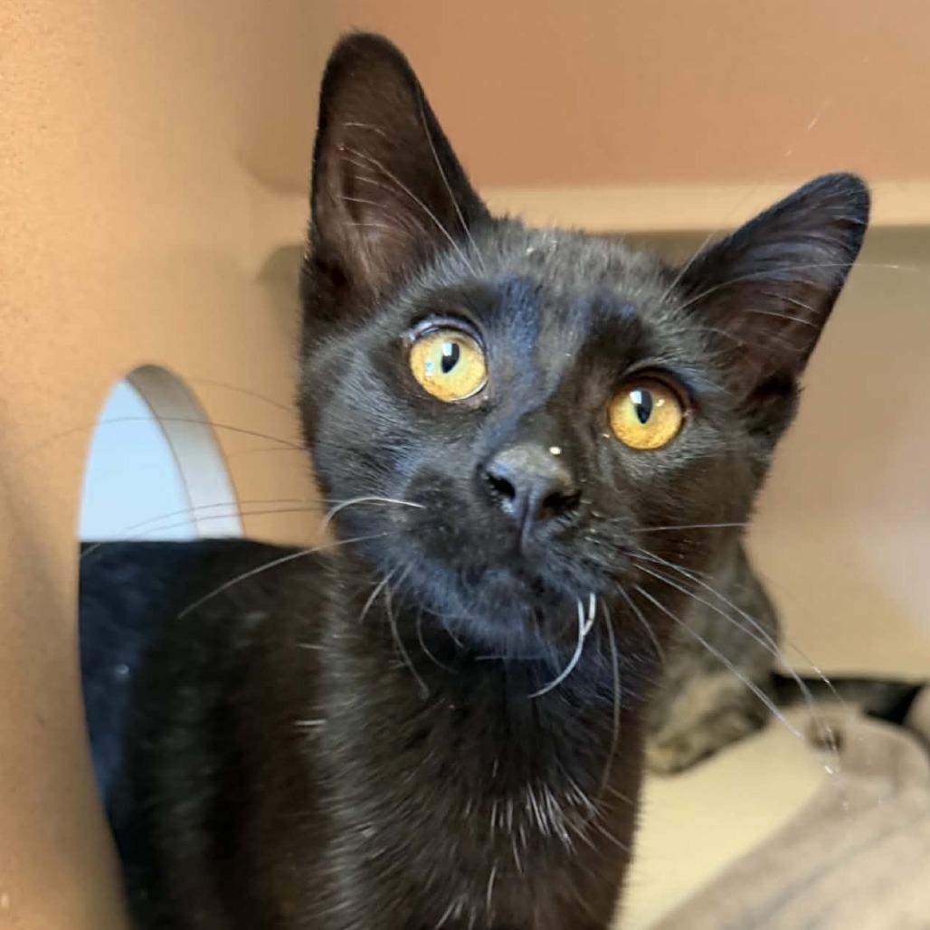 Enlarge Beeker 260600, a Adoptable Domestic Short Hair in Escanaba, MI image 1/1