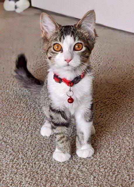 Rezz, a Adoptable Domestic Short Hair in Eureka, MO image 1/2