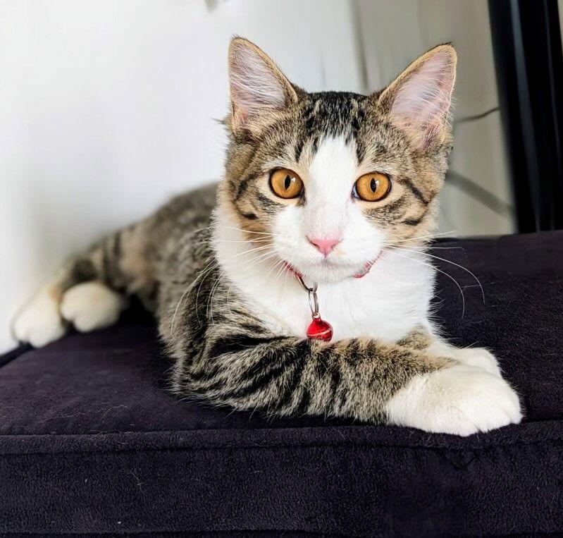 Rezz, a Adoptable Domestic Short Hair in Eureka, MO image 2/2