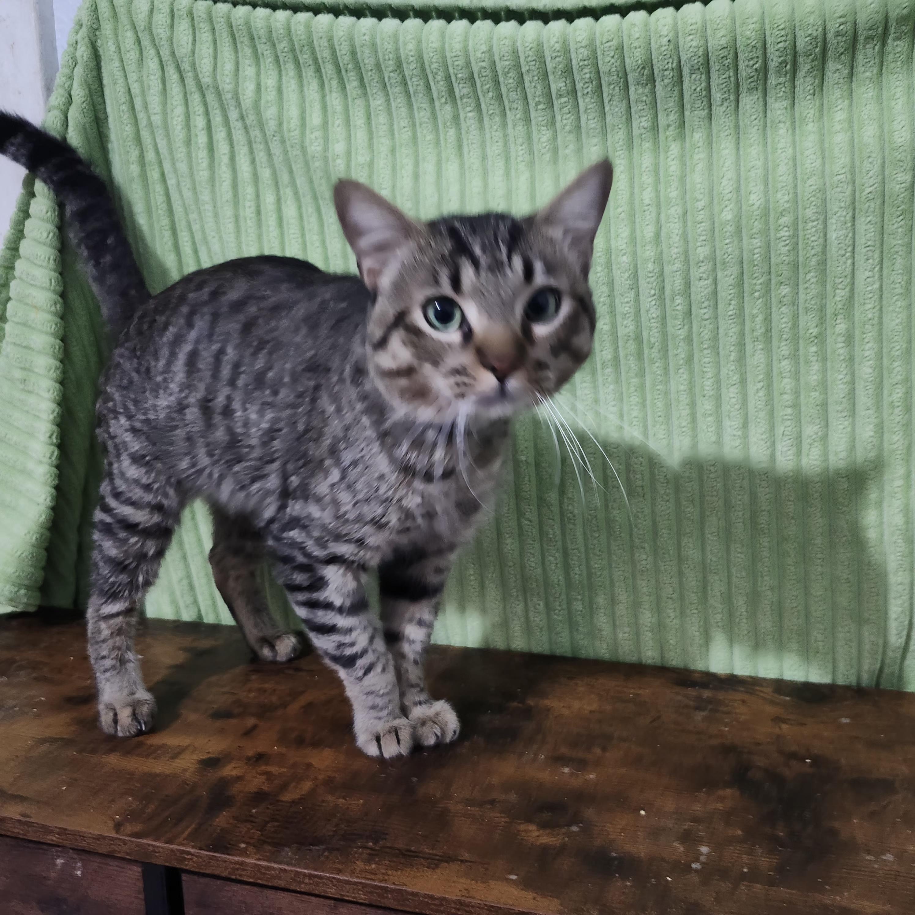 Linus (like Linus), Adoptable, Young Male Tabby.