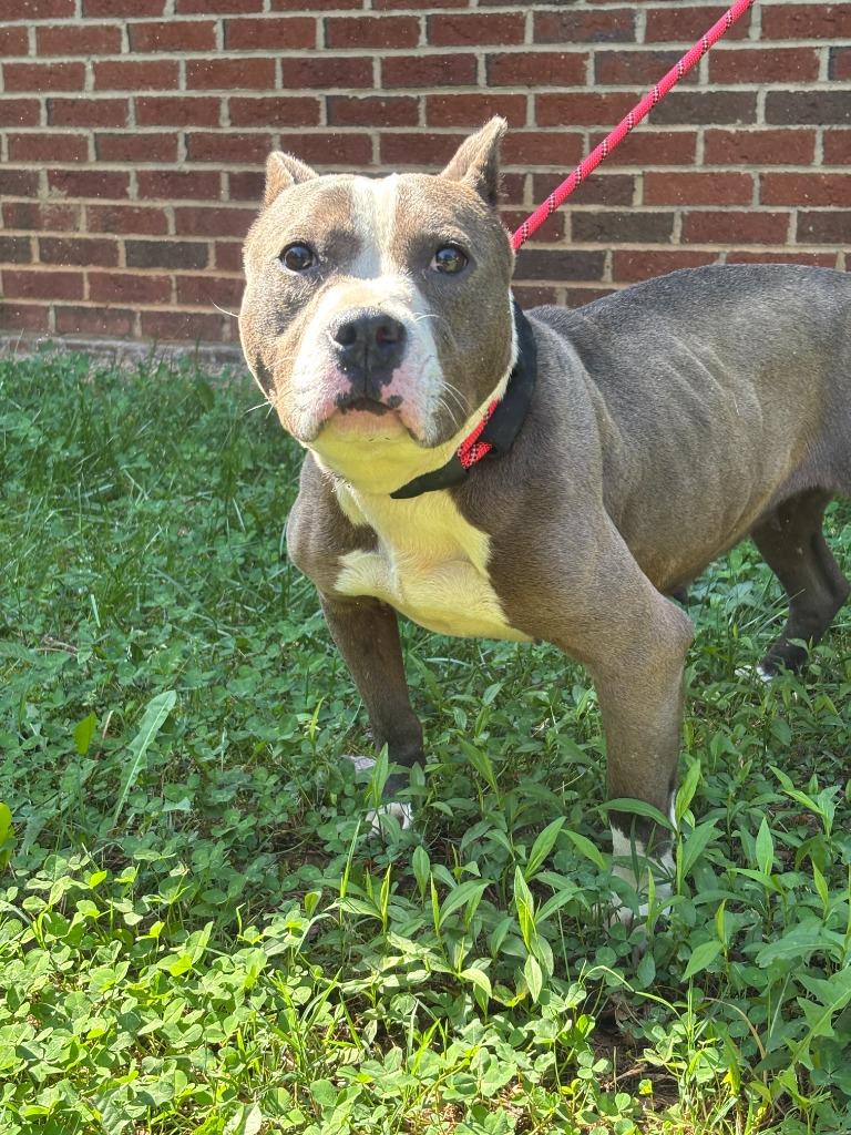 HALLI, Adoptable, Young Female Pit Bull Terrier.