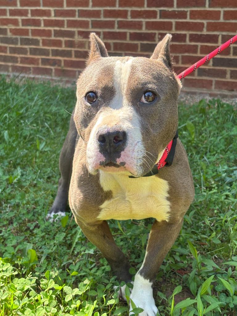 Enlarge HALLI, a Adoptable Pit Bull Terrier in Warrenton, NC image 2/4