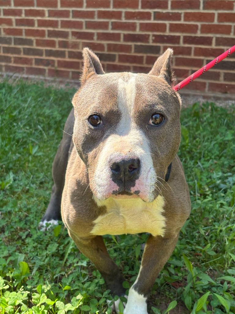 Enlarge HALLI, a Adoptable Pit Bull Terrier in Warrenton, NC image 3/4
