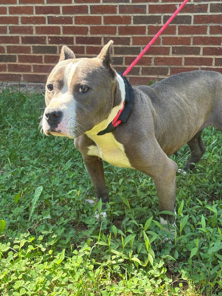 Enlarge HALLI, a Adoptable Pit Bull Terrier in Warrenton, NC image 4/4