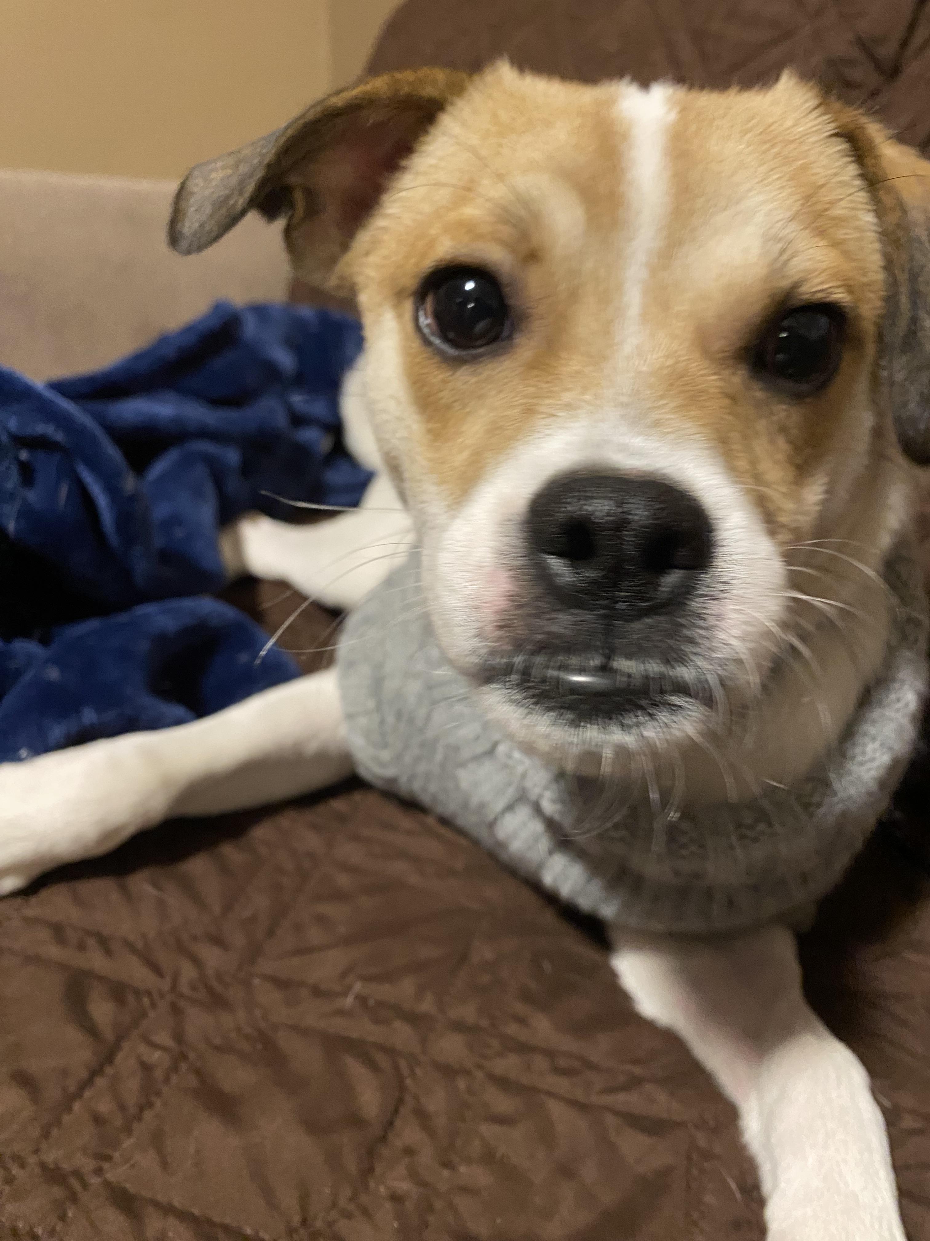 Enlarge Uno, a ADOPTABLE mixed breed in Grafton, OH image 2/5