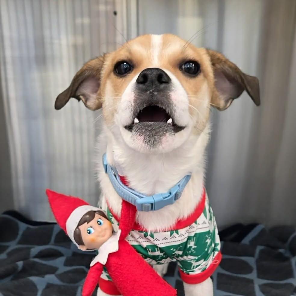 Uno, ADOPTABLE, Young Male Jack Russell Terrier.