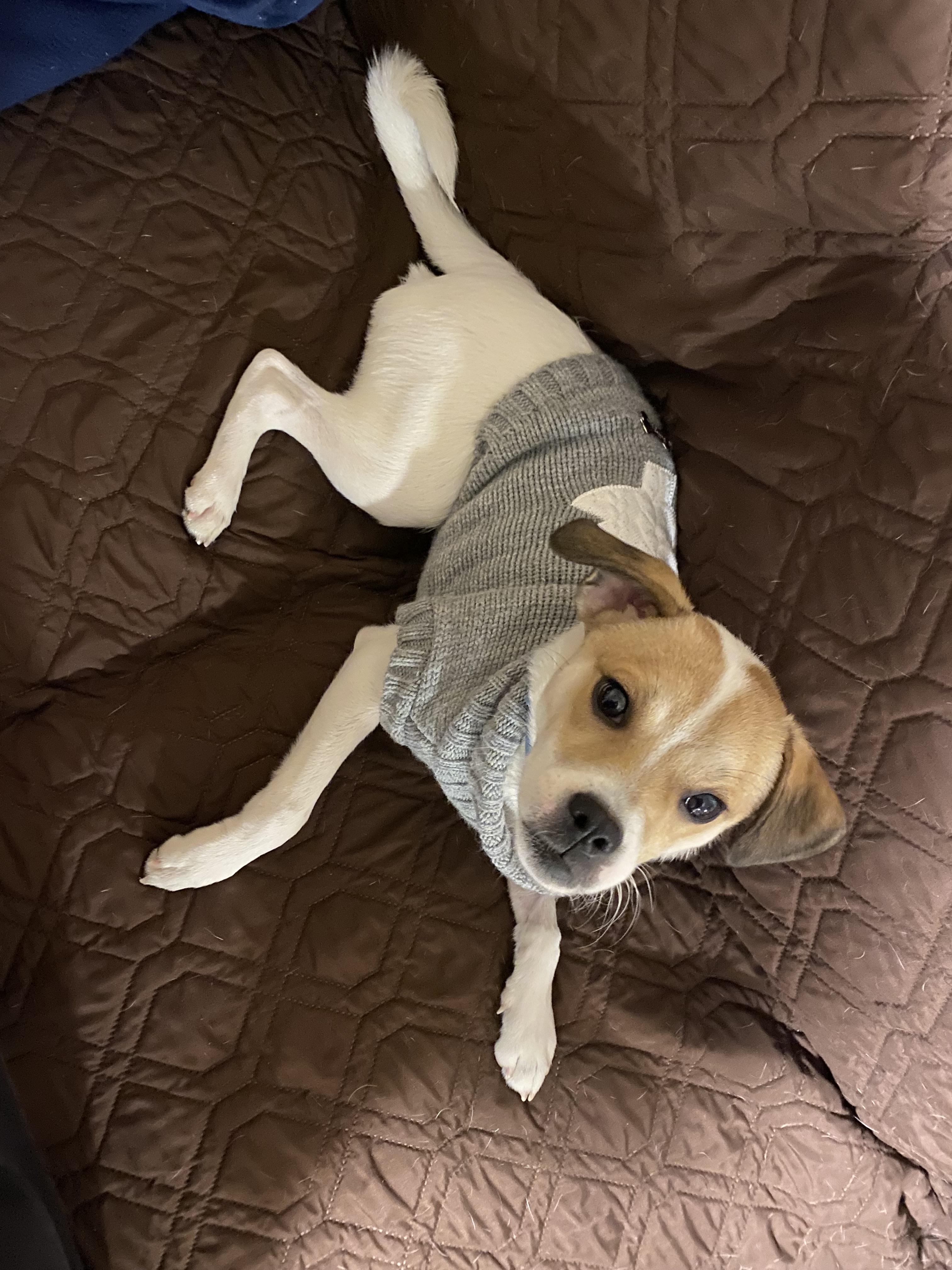 Enlarge Uno, a ADOPTABLE mixed breed in Grafton, OH image 3/5