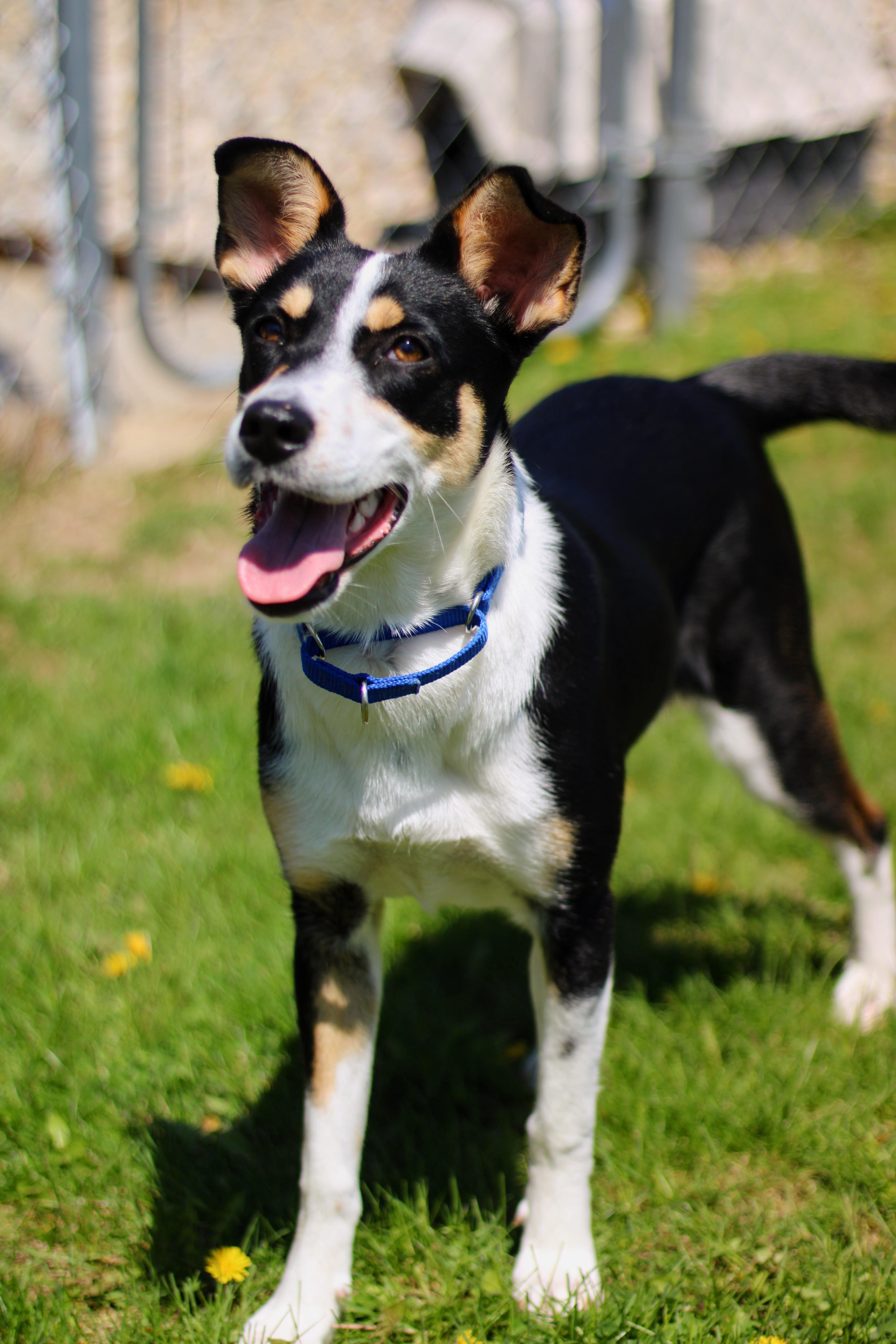 Shelby, an adopted mixed breed in Battle Creek, MI image 3/5