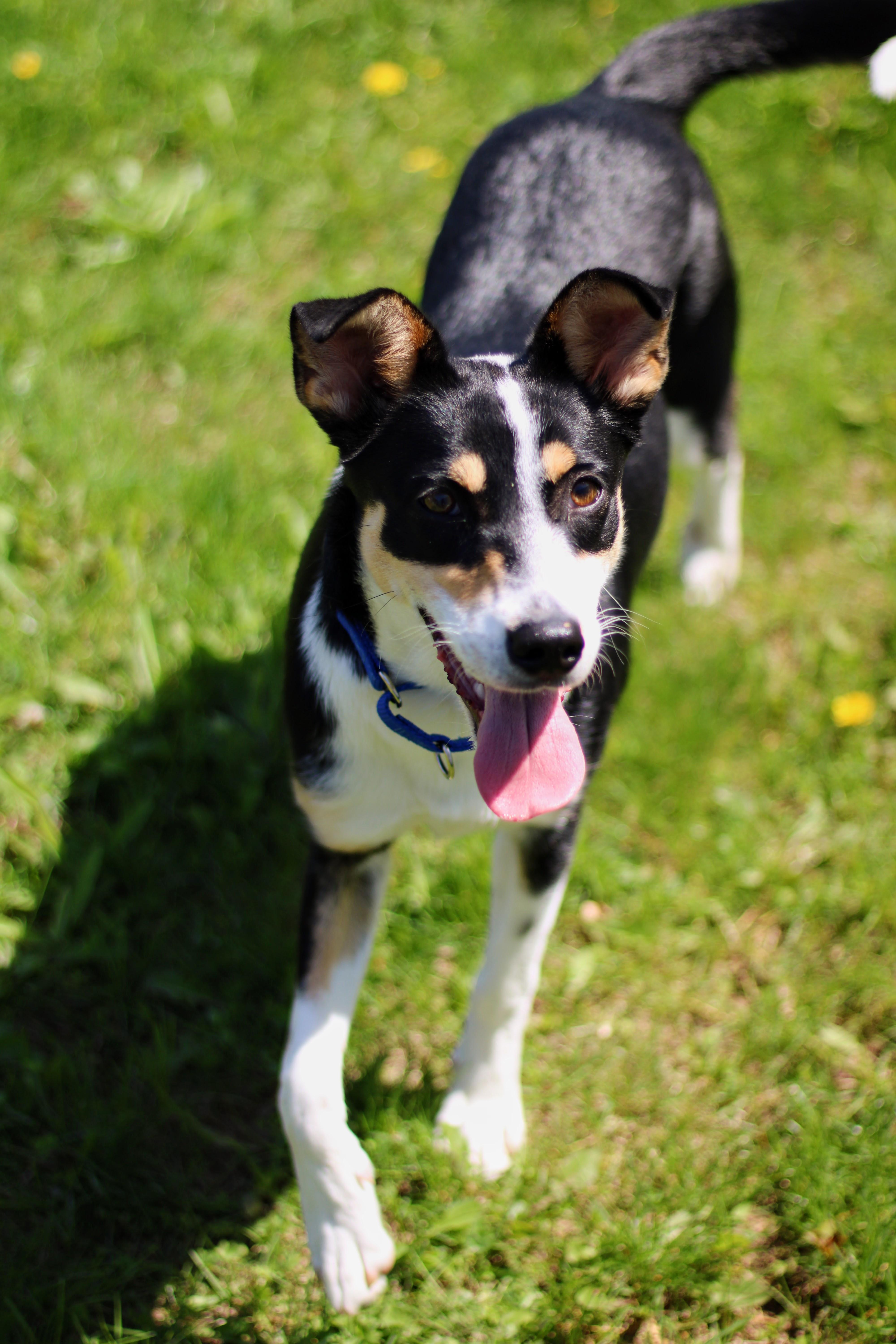 Shelby, an adopted mixed breed in Battle Creek, MI image 4/5