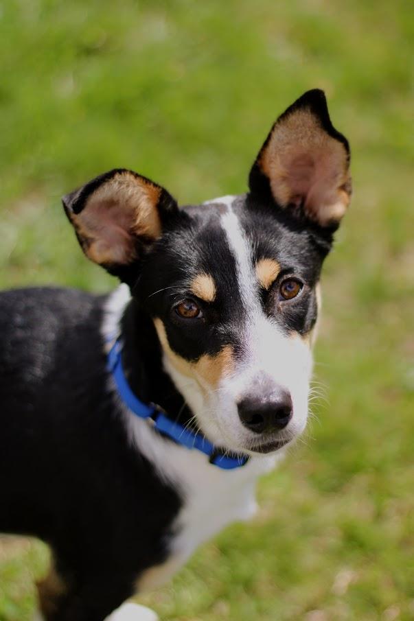 Shelby, an adopted mixed breed in Battle Creek, MI image 2/5