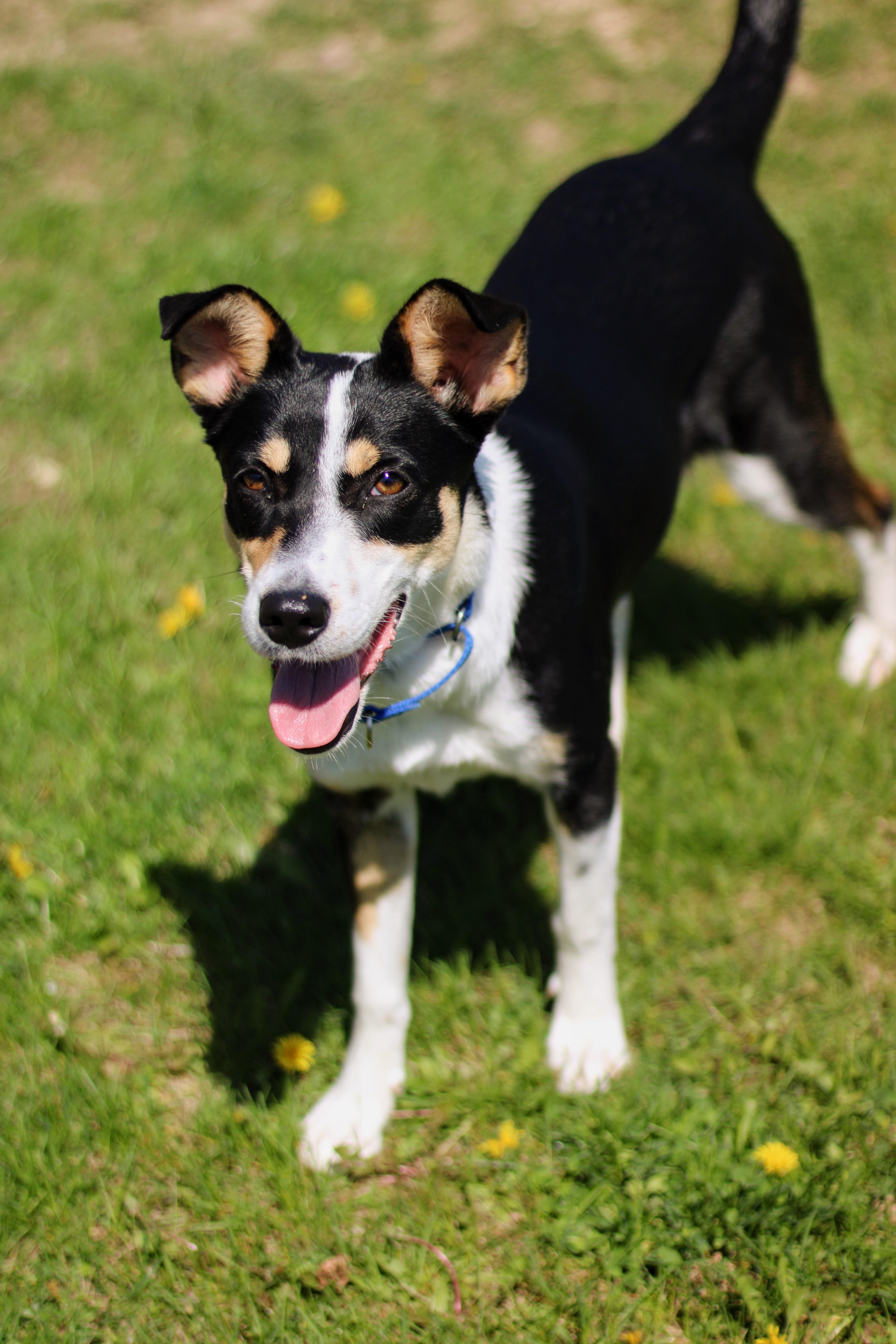 Shelby, an adopted mixed breed in Battle Creek, MI image 5/5