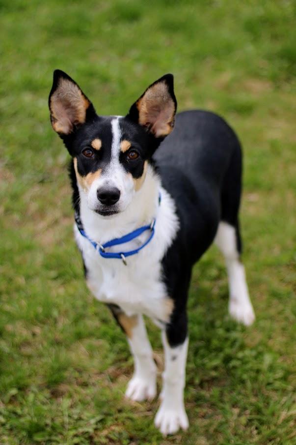 Shelby, adopted, Young Female Terrier.