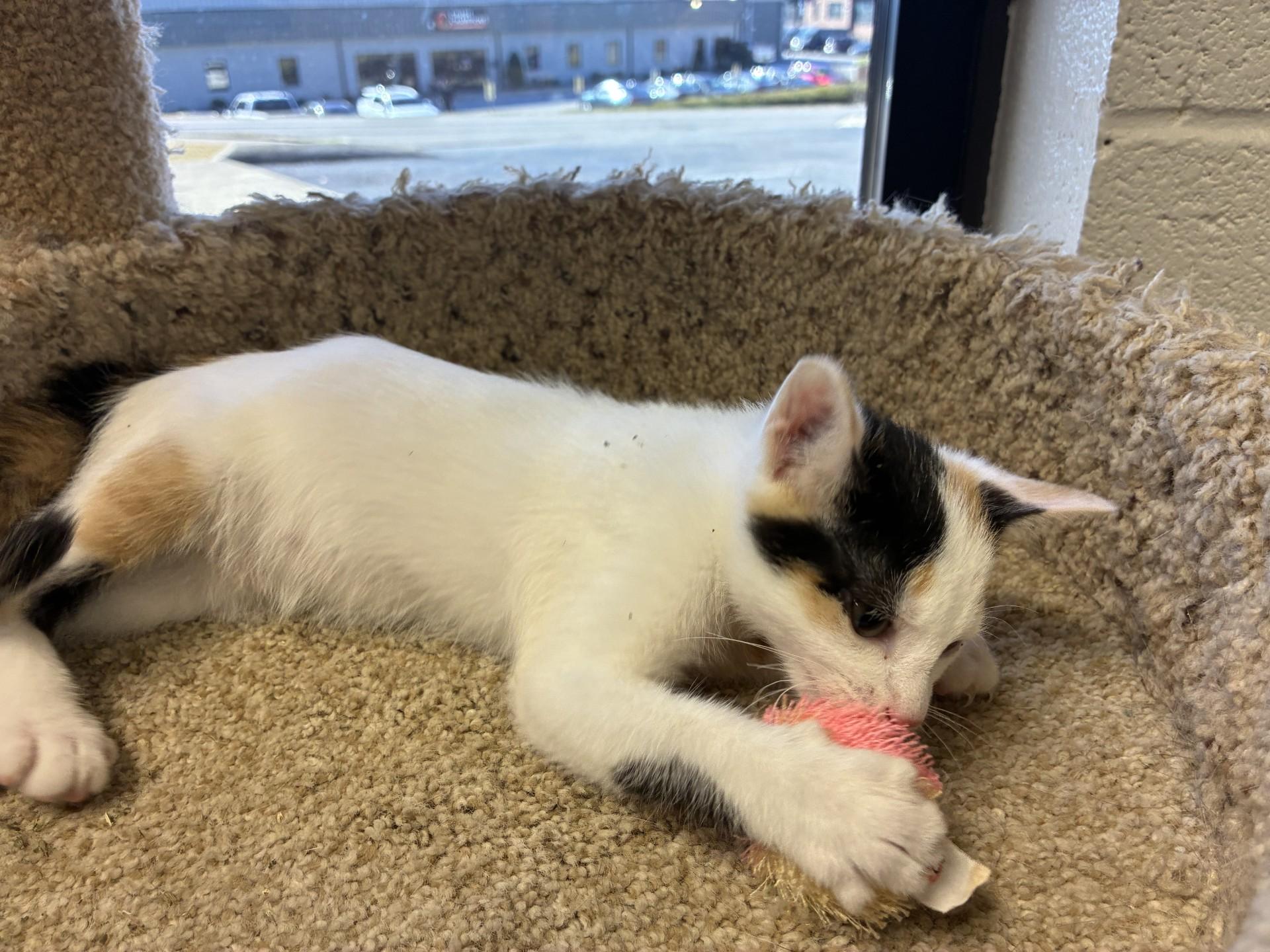 Enlarge Bella, an adoptable mixed breed in Mount Juliet, TN image 3/3