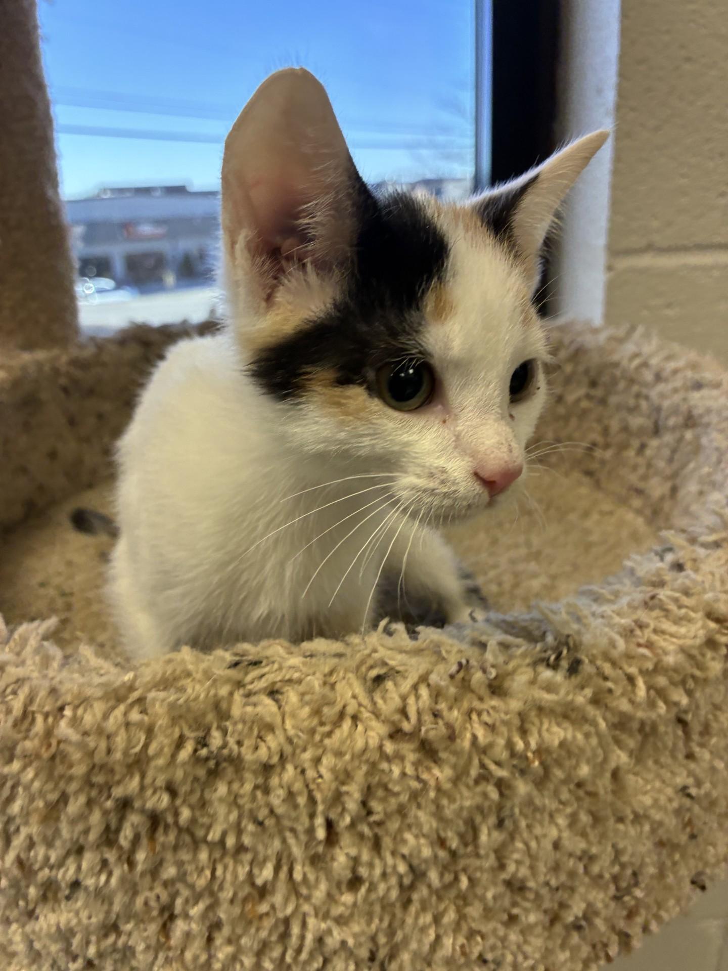 Bella, adoptable, Young Female Domestic Short Hair.
