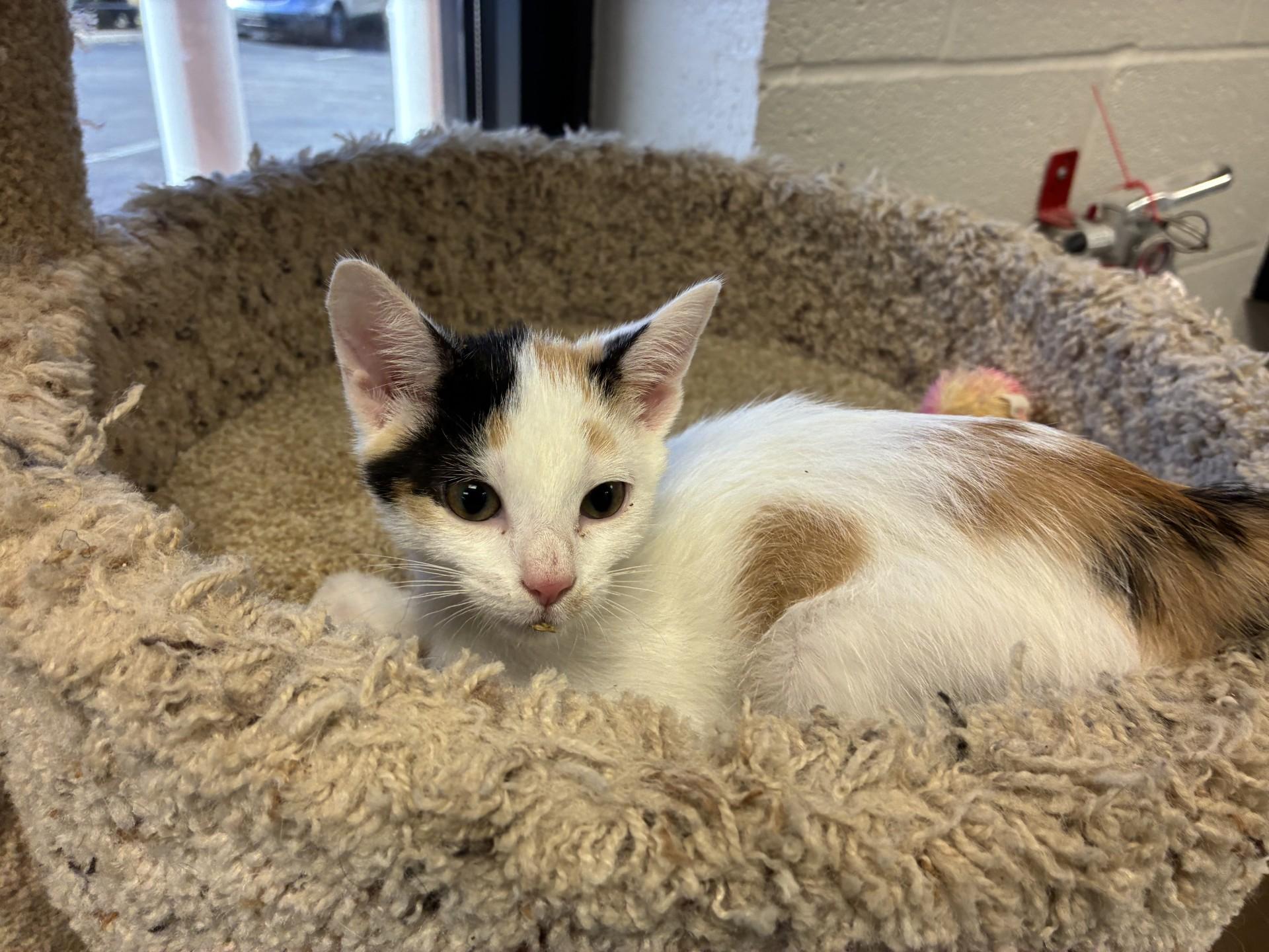 Enlarge Bella, an adoptable mixed breed in Mount Juliet, TN image 2/3