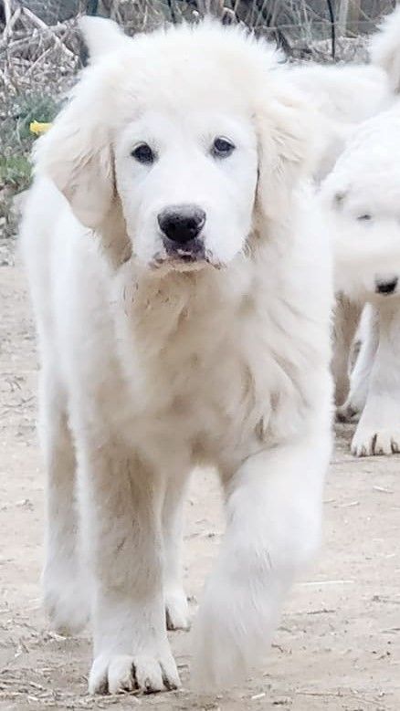 Beowulf, Adoptable, Puppy Male Great Pyrenees.