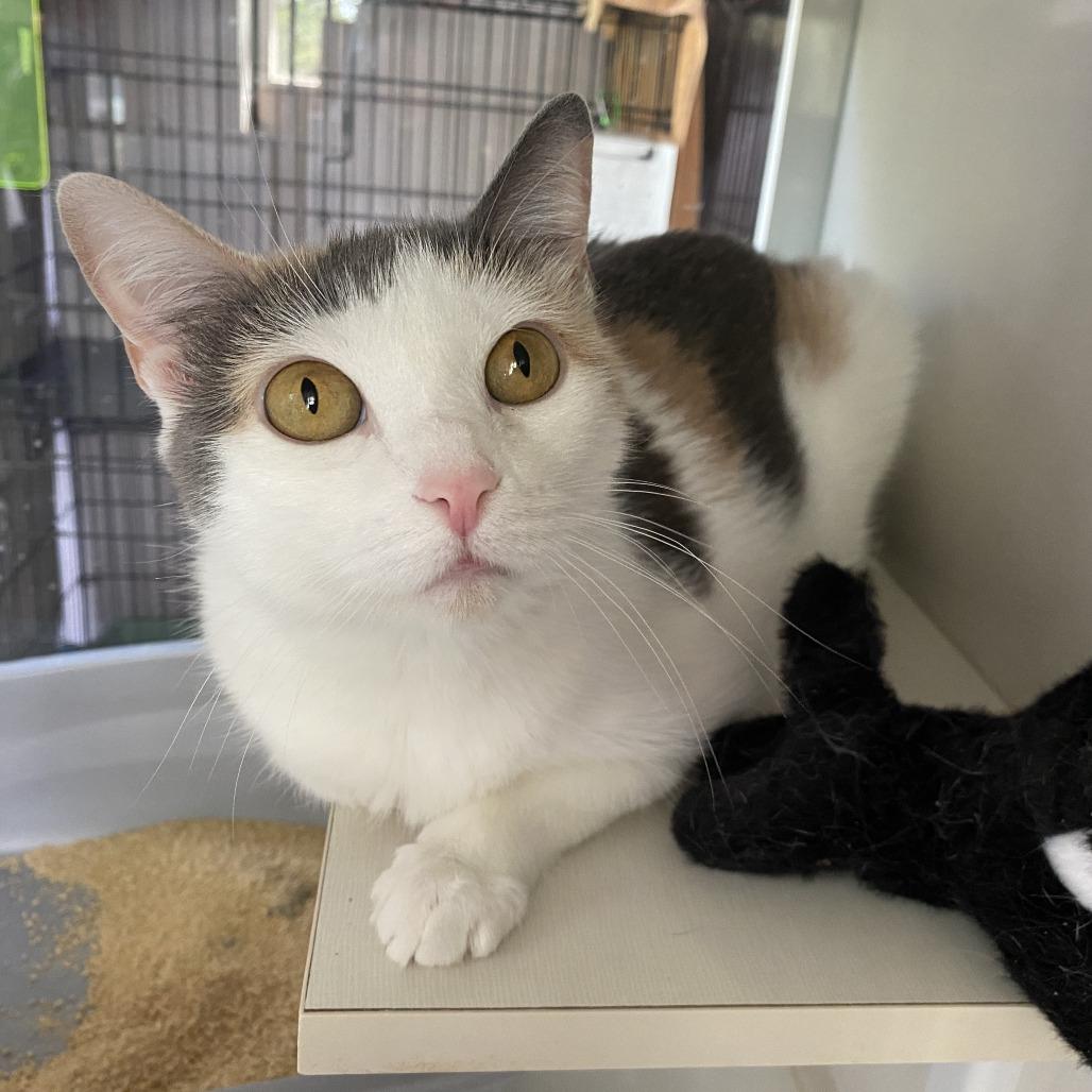 Sparkles, Adoptable, Adult Female Domestic Short Hair.