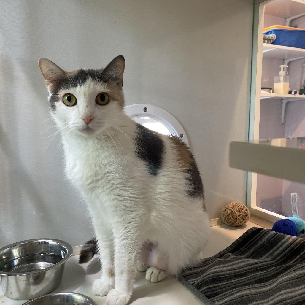 Sparkles, Adoptable, Adult Female Domestic Short Hair.