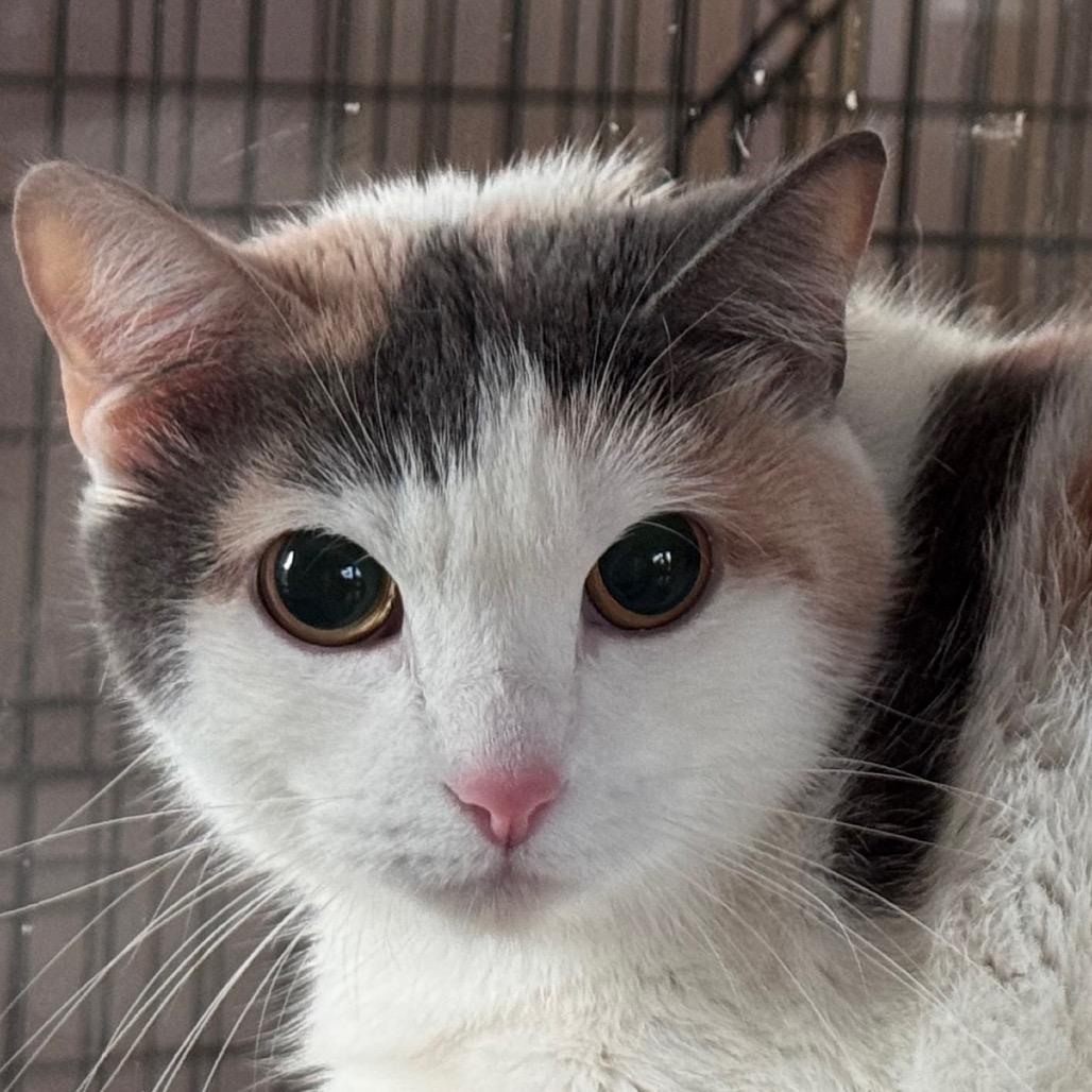Enlarge Sparkles, a Adoptable Domestic Short Hair in Salisbury, MA image 2/2
