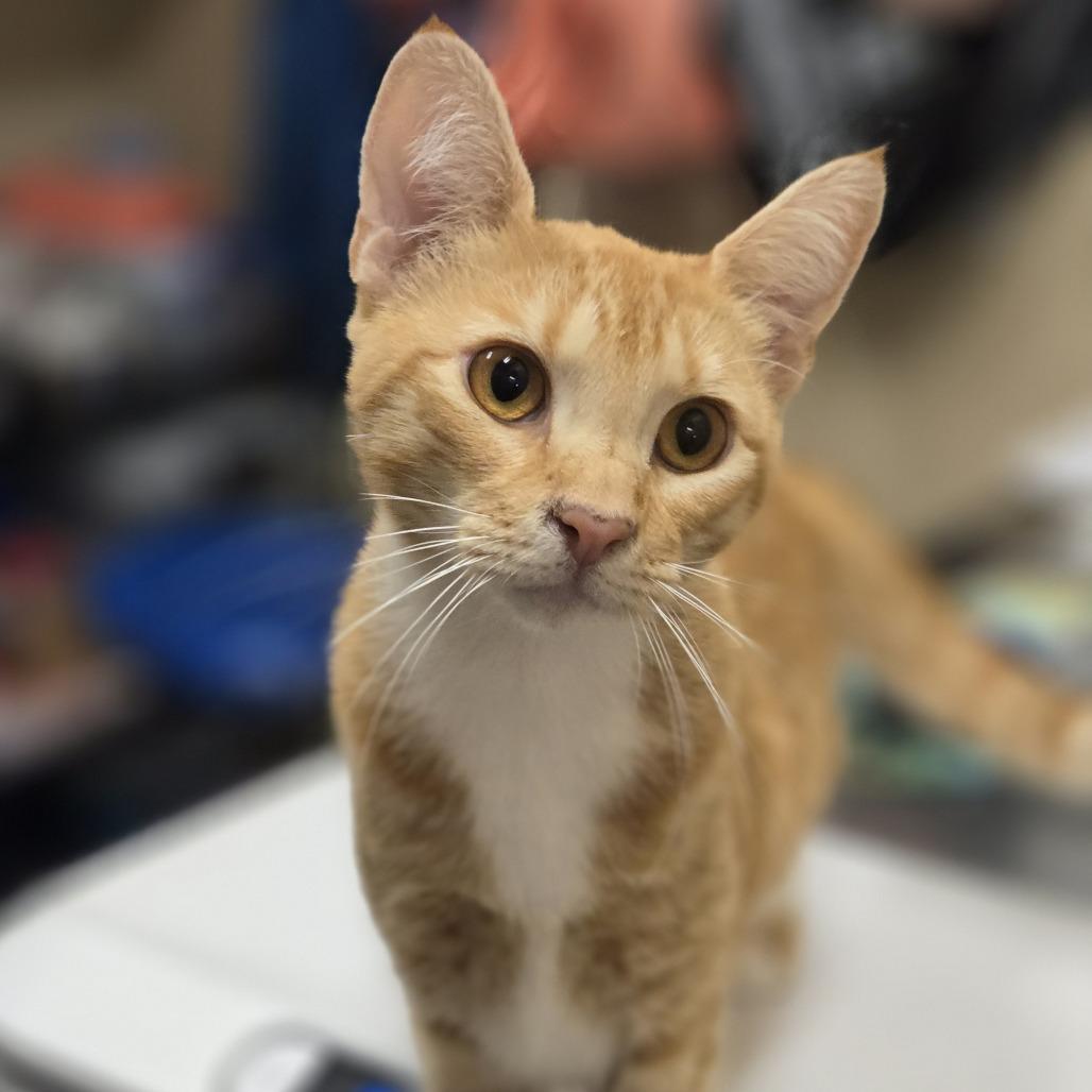 Phoebe, Adoptable, Young Female Domestic Short Hair.