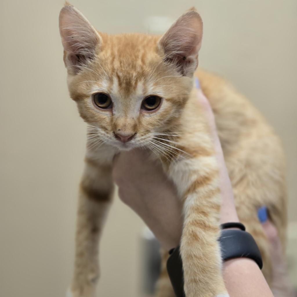 Enlarge Phoebe, a Adoptable Domestic Short Hair in Wickenburg, AZ image 2/3