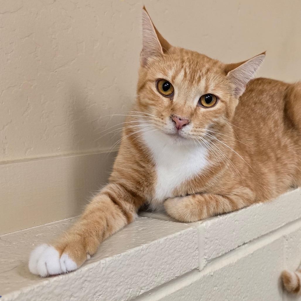 Enlarge Phoebe, a Adoptable Domestic Short Hair in Wickenburg, AZ image 3/3