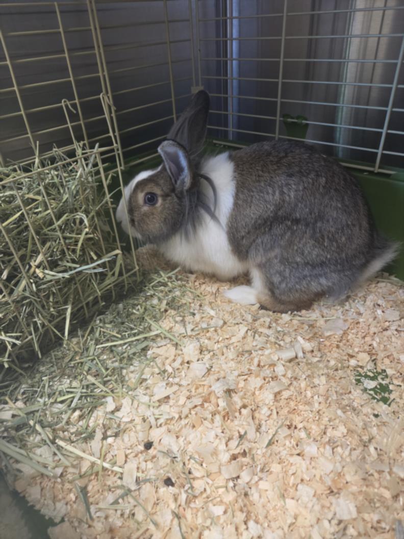 Bok Choy, adopted, Adult Male Bunny Rabbit.