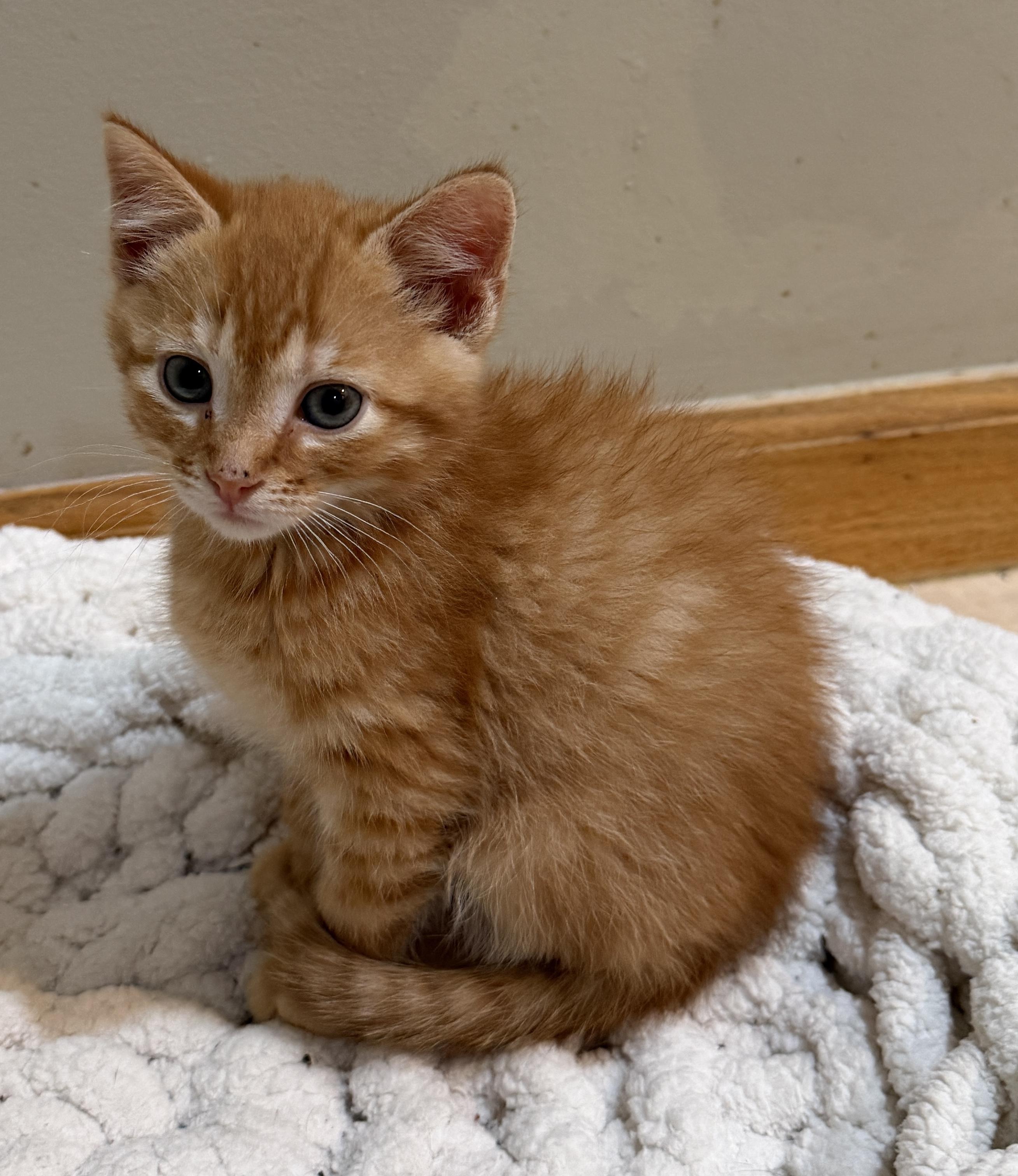 Tom Hanks, Adoptable, Kitten Male Domestic Short Hair.