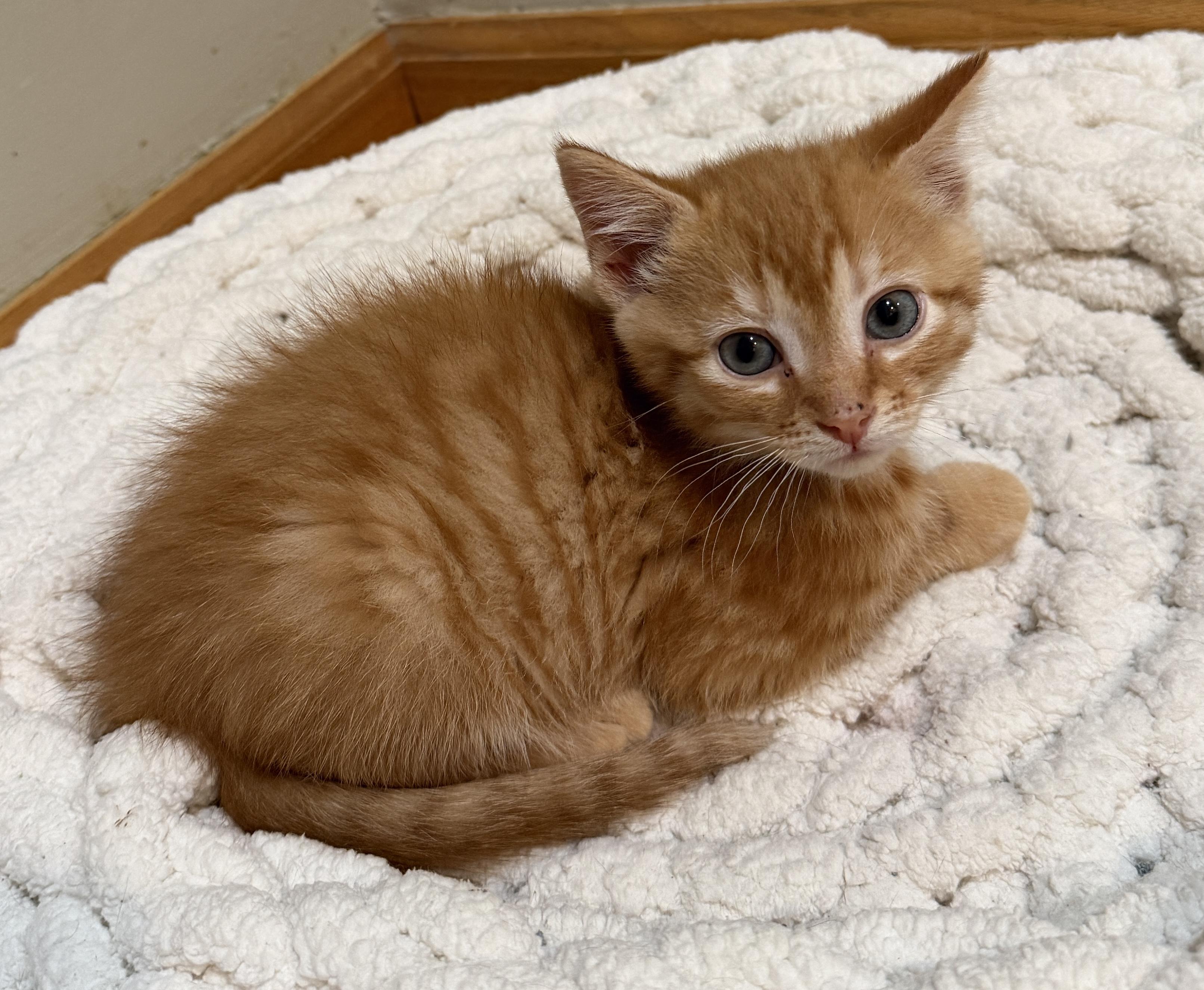 Enlarge Tom Hanks, a Adoptable Domestic Short Hair in East Hanover, NJ image 2/2