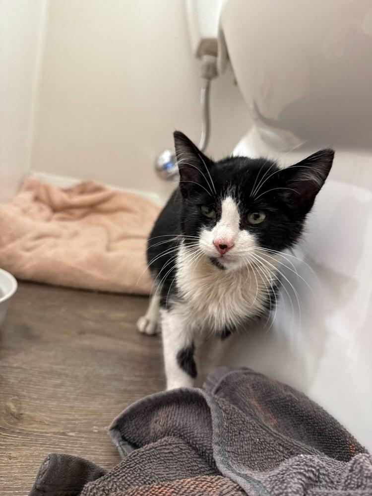 Enlarge Ollie, a Adoptable Domestic Short Hair in Dayton, OH image 1/5