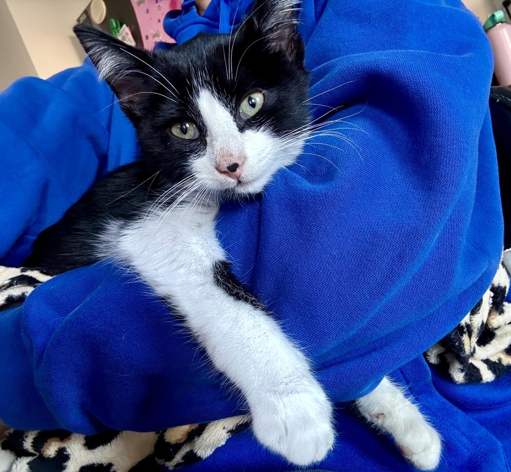 Enlarge Ollie, a Adoptable Domestic Short Hair in Dayton, OH image 4/5